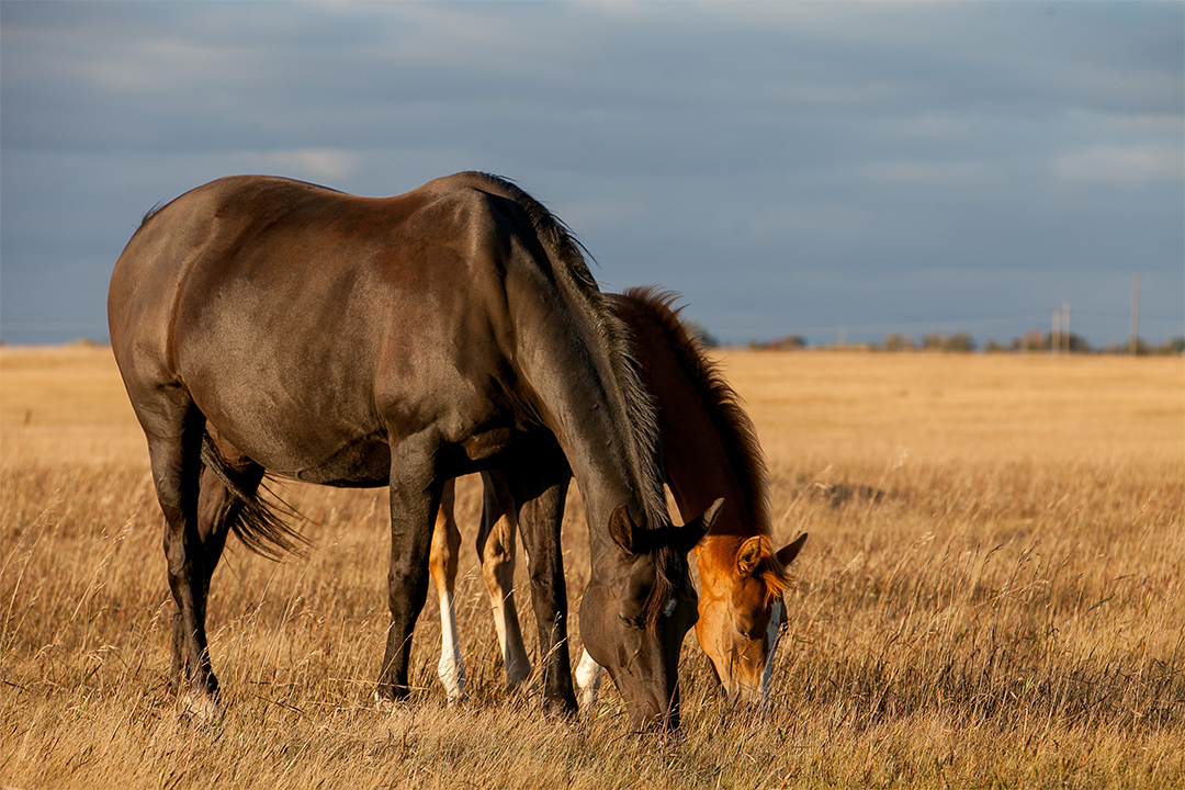 Five WCVM research teams will investigate horse health issues over the next two years. Photo by Christina Weese.